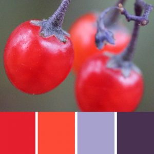 Nightshade Palette c-064 Premo