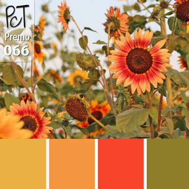 Sunflower Field Palette c-066 Premo