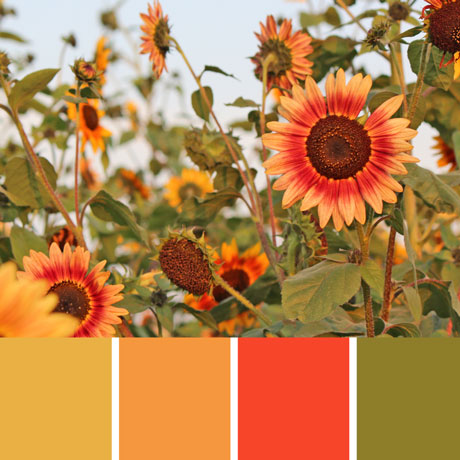 Sunflower Field Palette c-066 Premo