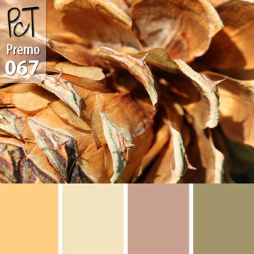 Pine Cone Palette c-067 Premo