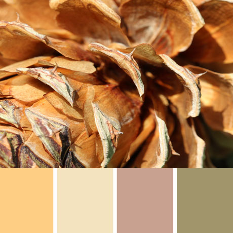Pine Cone Palette c-067 Premo
