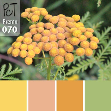 Wild Tansy Palette c-070 Premo