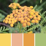 Wild Tansy Palette c-070 Premo