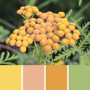 Wild Tansy Palette c-070 Premo