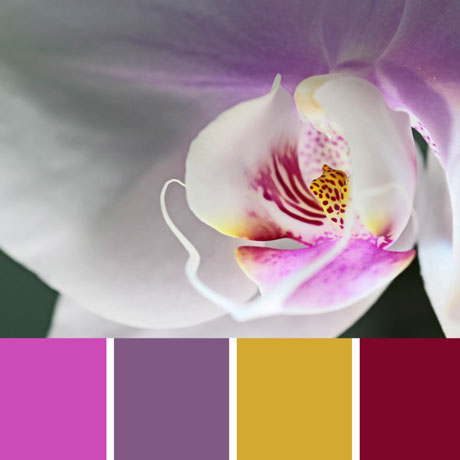 Orchid Palette c-072 Premo