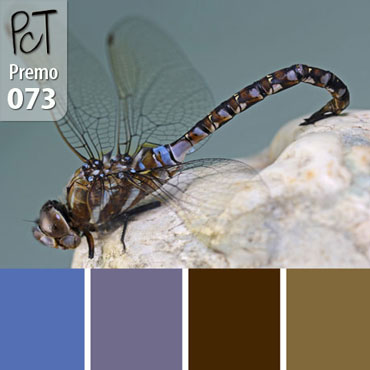 Dragon Fly Palette c-073 Premo