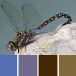 Dragon Fly Palette c-073 Premo