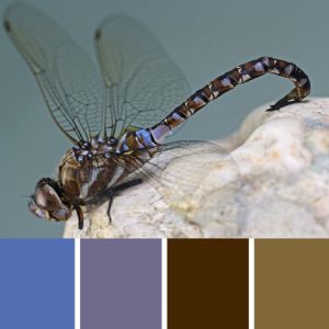 Dragon Fly Palette c-073 Premo