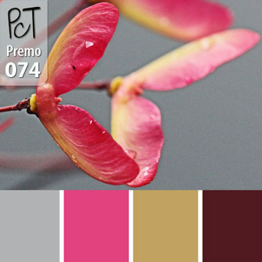 Maple Samara Palette c-074 Premo