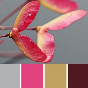 Maple Samara Palette c-074 Premo