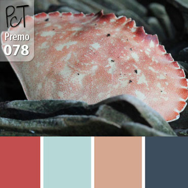 Rock Crab Palette c-078 Premo