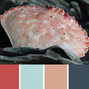 Rock Crab Palette c-078 Premo