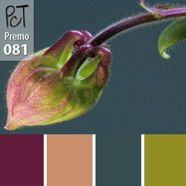 Columbine Bud Palette c-081 Premo