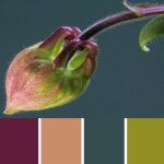 Columbine Bud Palette c-081 Premo