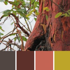 Arbutus Bark Palette c-084 Premo