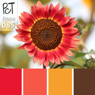 Little Becka Sunflower Palette c-085 Premo