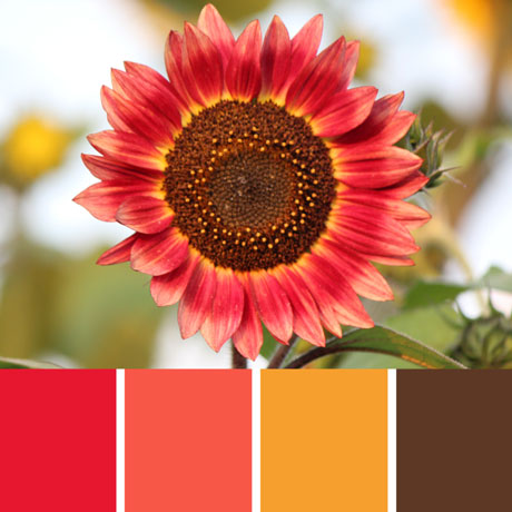 Little Becka Sunflower Palette c-085 Premo