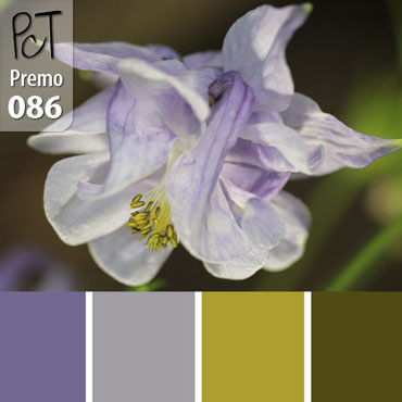 Elegance Palette c-086 Premo