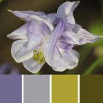 Elegance Palette c-086 Premo