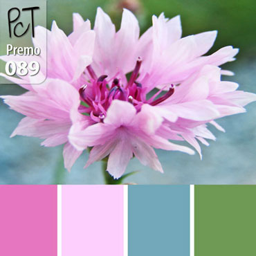 Pink Allium Palette c-089 Premo