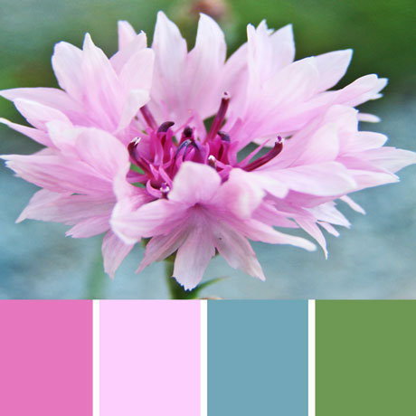 Pink Allium Palette c-089 Premo