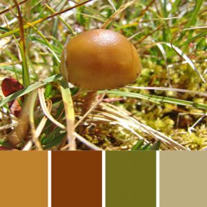 Mushroom Palette c-090 Premo