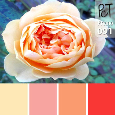 Peach Rose Palette c-091 Premo