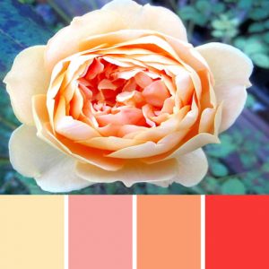 Peach Rose Palette c-091 Premo