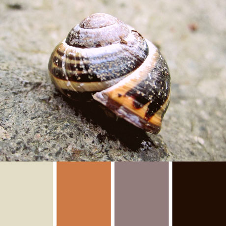 Earth Tone Snail Palette c-092 Premo