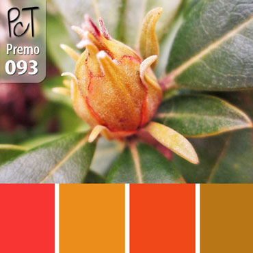 Exotic Color Palette c-093 Premo