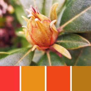 Exotic Color Palette c-093 Premo