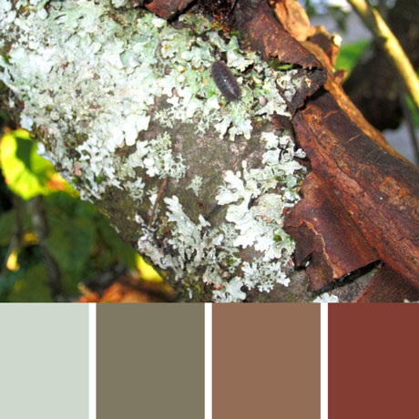 Peeled Bark Palette c-094 Premo