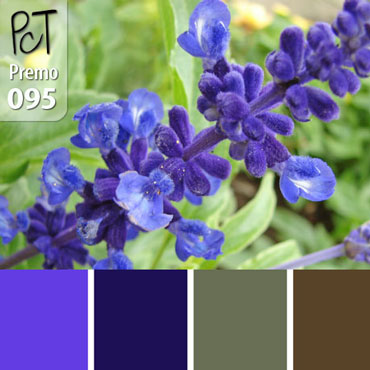 Blue Salvia Palette c-095 Premo