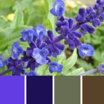 Blue Salvia Palette c-095 Premo