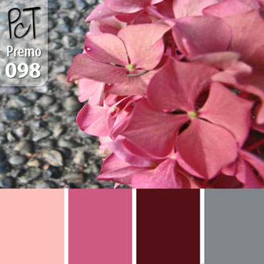 Pink Hydrangea Palette c-098 Premo
