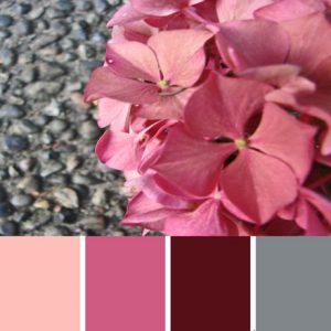 Pink Hydrangea Palette c-098 Premo