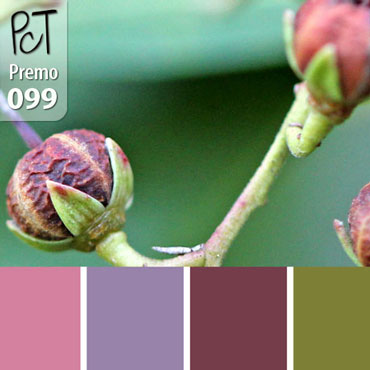 Viburnum Pod Palette c-099 Premo