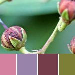 Viburnum Pod Palette c-099 Premo