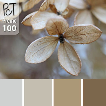 Winter Hydrangea Palette c-100 Premo