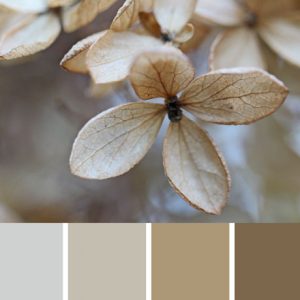 Winter Hydrangea Palette c-100 Premo