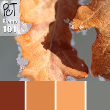 Rusty Oak Palette c-101 Premo