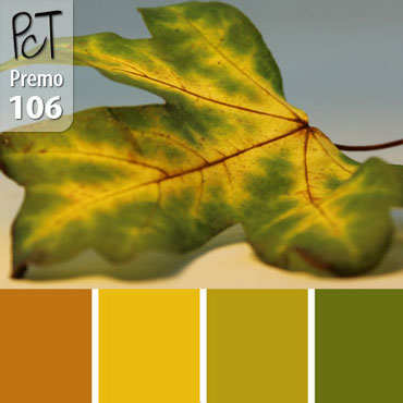 Turning Maple Palette c-106 Premo