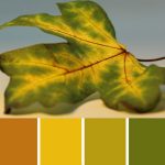 Turning Maple Palette c-106 Premo