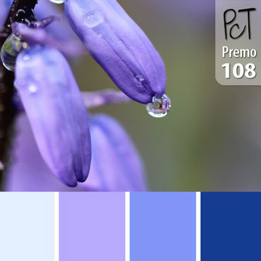 Blue Hyacinth Palette c-108 Premo
