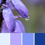 Blue Hyacinth Palette c-108 Premo