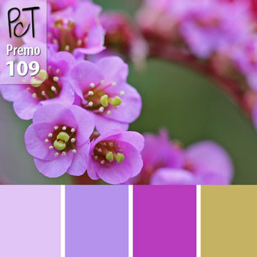Dreaming of Spring Palette c-109 Premo