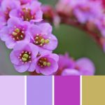 Dreaming of Spring Palette c-109 Premo
