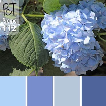 Blue Hydrangea Palette c-112 Premo
