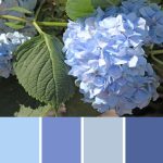 Blue Hydrangea Palette c-112 Premo
