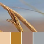 Beach Grass Palette c-114 Premo